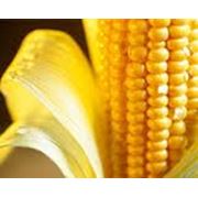 Кукуруза. Экспорт кукурузы. Купить кукурузу. Харьков фото