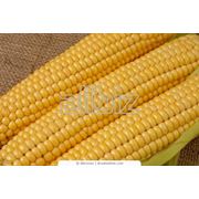 Предлагаем кукурузу кремнистую сорта "Аробаз"  "Перформ"  "Пионер" ;кукурузу фуражную .
