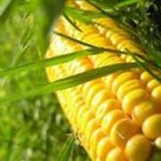 Посевной материал подсолнечника и кукурузы от производителей: ВНИССингента NS Институт им.Юрьева Монсанто Паленто фото