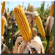 Кукуруза в зерне оптом фото