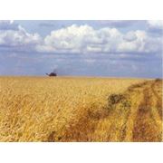 Зерновые Кукуруза Пшеница купить экспорт импорт