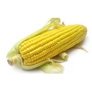 Выращивание и продажа кукурузы