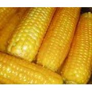 Закупаем кукурузу в житомирской области