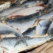 Сельдь н/р 330+ фото