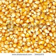 Семена кукурузы Острич(1-е поколение)