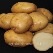 Семенной картофель сорт Лорх суперэлита