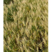 Пшеница озимая КАЛИТА