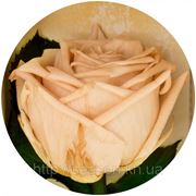 Одна долгосвежая роза FLORICH в подарочной упаковке. Розовый Жемчуг 7 карат, короткий стебель. Харьков