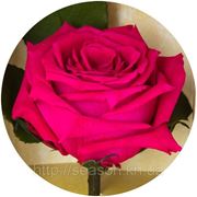Одна долгосвежая роза FLORICH в подарочной упаковке. Малиновый родолит 5 карат, средний стебель. Харьков