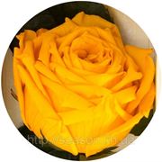 Три долгосвежие розы FLORICH в подарочной упаковке. Оранжевый цитрин 7 карат, короткий стебель. Харьков фото