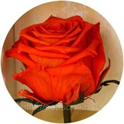 Три долгосвежие розы FLORICH в подарочной упаковке. Огненный янтарь 5 карат, средний стебель. Харьков фото