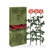 Три долгосвежие розы FLORICH в подарочной упаковке. Розовый Жемчуг 5 карат, короткий стебель. Харьков фото