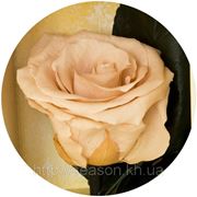 Три долгосвежие розы FLORICH в подарочной упаковке. Кремовый жемчуг 7 карат, короткий стебель. Харьков фото
