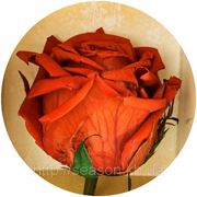 Три долгосвежие розы FLORICH в подарочной упаковке. Коричневый турмалин 7 карат, средний стебель. Харьков фотография