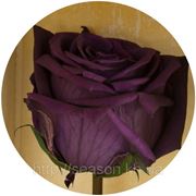 Одна долгосвежая роза FLORICH в подарочной упаковке. Фиолетовый аметист 7 карат, короткий стебель. Харьков фотография
