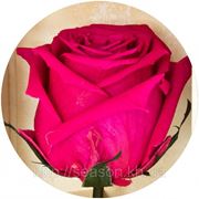 Одна долгосвежая роза FLORICH в подарочной упаковке. Малиновый родолит 7 карат, короткий стебель. Харьков фото