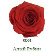 Три долгосвежие розы FLORICH в подарочной упаковке. Алый рубин 7 карат, средний стебель. Харьков фото