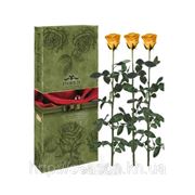 Три долгосвежие розы FLORICH в подарочной упаковке. Золотистый хризоберилл 5 карат, короткий стебель. Харьков фото
