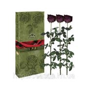 Три долгосвежие розы FLORICH в подарочной упаковке Фиолетовый аметист 7 карат, средний стебель. Харьков фото