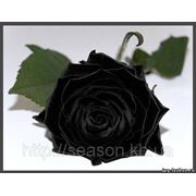 Одна долгосвежая роза FLORICH в подарочной упаковке. Черный бриллиант 5 карат, средний стебель. Харьков фото
