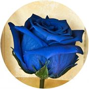 Три долгосвежие розы FLORICH в подарочной упаковке. Синий Сапфир 7 карат, средний стебель. Харьков фото