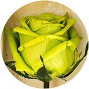 Три долгосвежие розы FLORICH в подарочной упаковке. Лаймовый Нефрит 5 карат, средний стебель. Харьков фото
