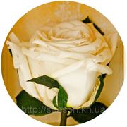 Одна долгосвежая роза FLORICH в подарочной упаковке. Белый бриллиант 5 карат, средний стебель. Харьков фотография