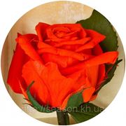 Одна долгосвежая роза FLORICH в подарочной упаковке. Огненный янтарь 7 карат, короткий стебель. Харьков фотография