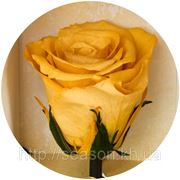 Три долгосвежие розы FLORICH в подарочной упаковке. Золотистый хризоберилл 7 карат, средний стебель. Харьков фотография