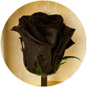 Одна долгосвежая роза FLORICH в подарочной упаковке. Черный бриллиант 7 карат, короткий стебель. Харьков фото