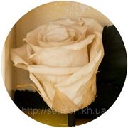 Одна долгосвежая роза FLORICH в подарочной упаковке. Кремовый жемчуг 5 карат, средний стебель. Харьков фото