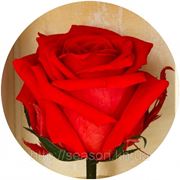Три долгосвежие розы FLORICH в подарочной упаковке. Алый рубин 7 карат, короткий стебель. Харьков фотография