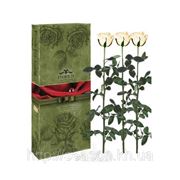 Три долгосвежие розы FLORICH в подарочной упаковке. Кремовый жемчуг 5 карат, средний стебель. Харьков фото
