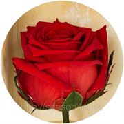 Одна долгосвежая роза FLORICH в подарочной упаковке. Красный рубин 7 карат, короткий стебель. Харьков фото