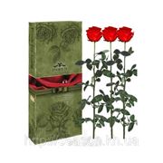 Три долгосвежие розы FLORICH в подарочной упаковке. Алый рубин 5 карат, короткий стебель. Харьков фото