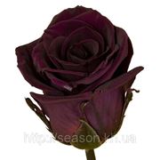 Три долгосвежие розы FLORICH в подарочной упаковке Фиолетовый аметист 5 карат, средний стебель. Харьков фото
