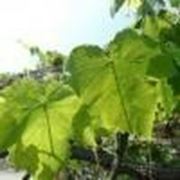 Винограда листьев экстракт фото