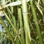Бамбука экстракт фото