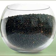 Рапс масличный фото