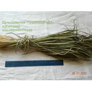 Зубровка душистая Hierochloe odorata Sweeetgrass. grass Зубровка (Hierochloe) Чаполоч