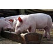 Агрегаты для производства комбикорма для свиней