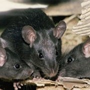 Борьба с крысами