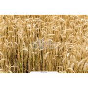 Культуры кормовые зерновые фото