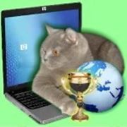 Вторая выставка кошек он-лайн фото