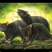 Уничтожение крыс, мышей, тараканов, клопов, блох фото