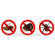 Устранение вредных грызунов и насекомых в квартирах, на предприятиях и на территриях