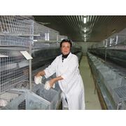 Клетки оборудование для выращивания кроликов Бровары