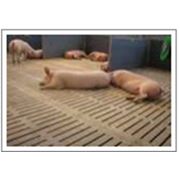 Полы щелевые для свиней полы щелевые для свиноферм полы щелевые для свинокомплексов от производителя в Украине с Днепропетровска