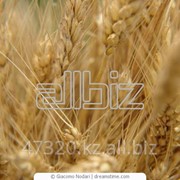 Пшеница фуражная, по предоплате, прямые поставки