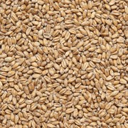 Солод пшеничный для пива/виски 6х1 кг (в комплекте 6 шт) фотография